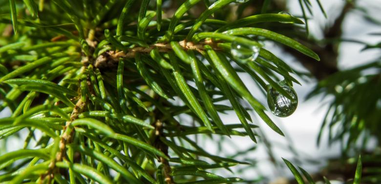 Free stock image of Juniper plant with small water drops created by Janis Urtans