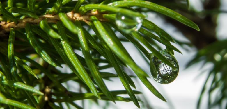 Free stock image of Juniper plant with small water drop created by Janis Urtans