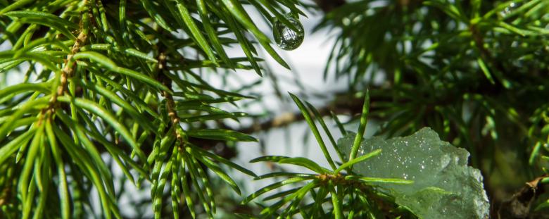 Free stock image of Juniper plant with small water drops - Macro created by Janis Urtans