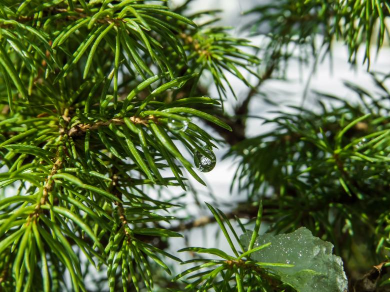 Free stock image of Juniper plant with small droplets created by Janis Urtans