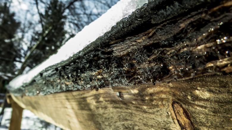 Free stock image of Thawing Wood created by Janis Urtans