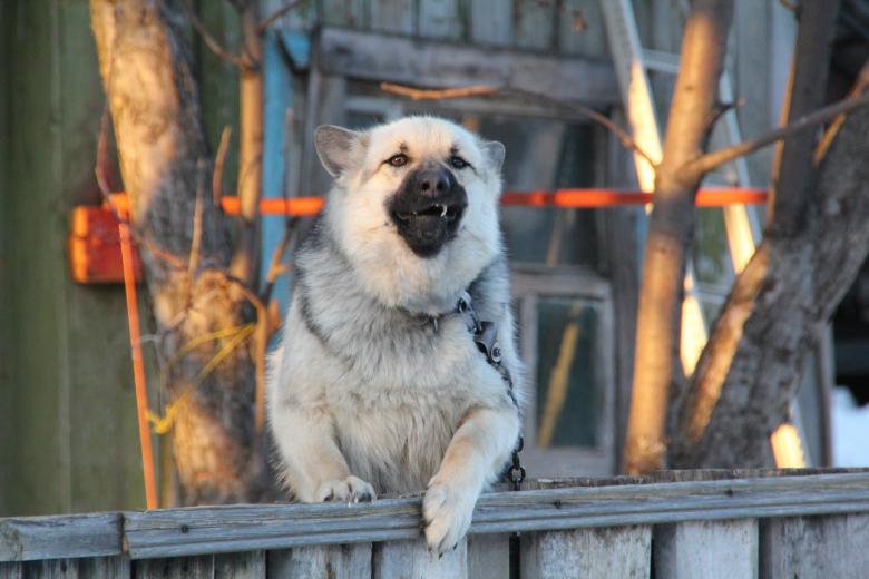 Free stock image of Dog created by 2happy