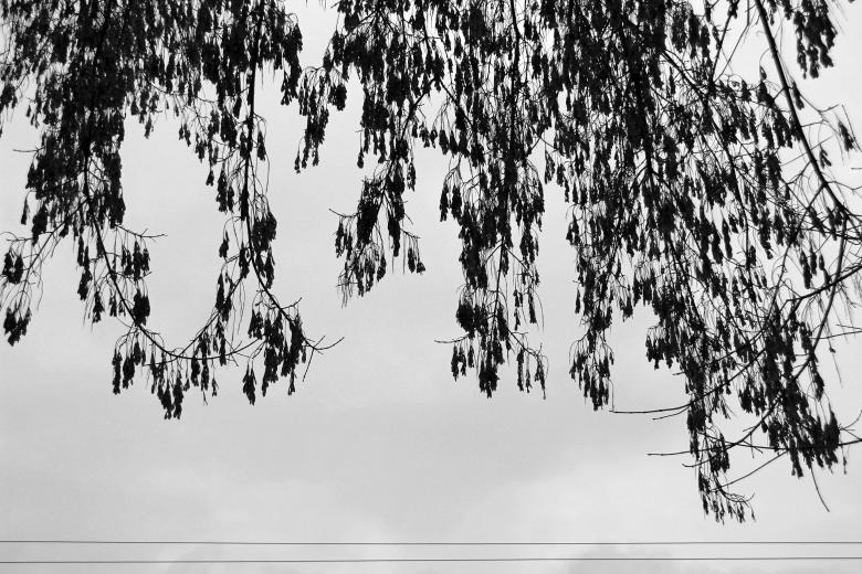 Free stock image of Leaves created by 2happy