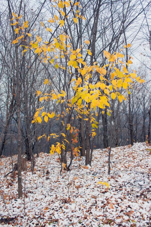 Free stock image of autumn leaves created by 2happy