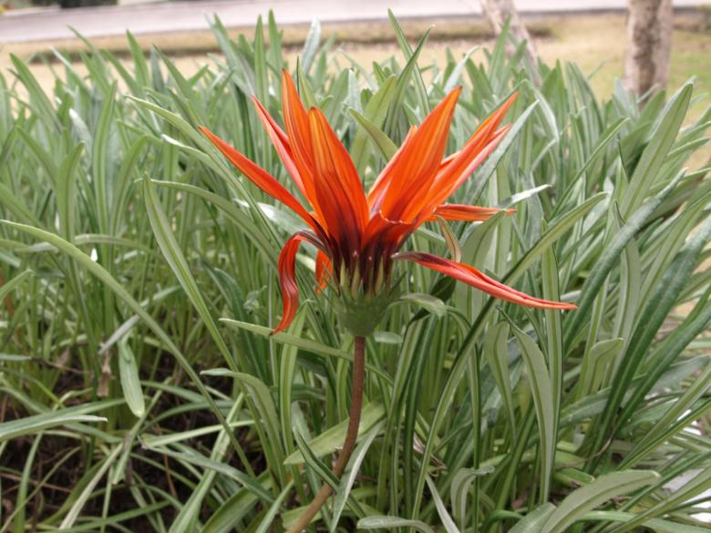 Free stock image of Orange Flower created by Bilal Aslam