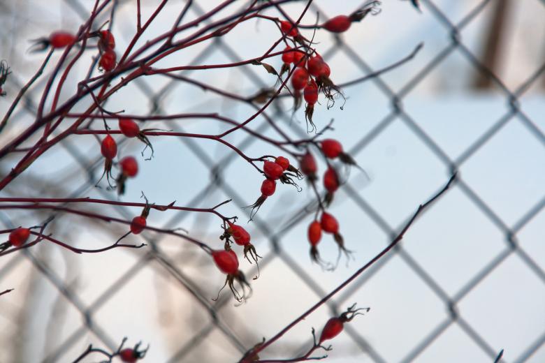 Free stock image of Dogrose created by 2happy