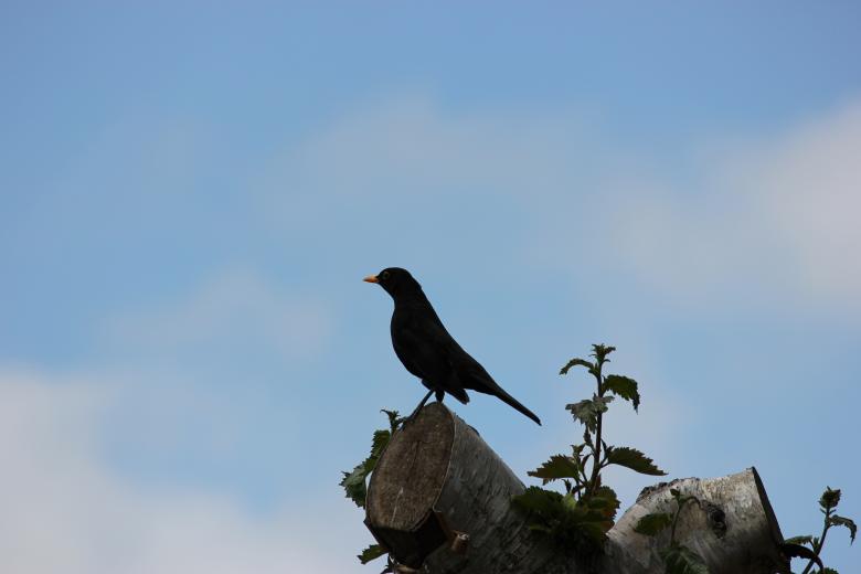 Free stock image of Black Bird on a Tree Top created by Darren Lewis