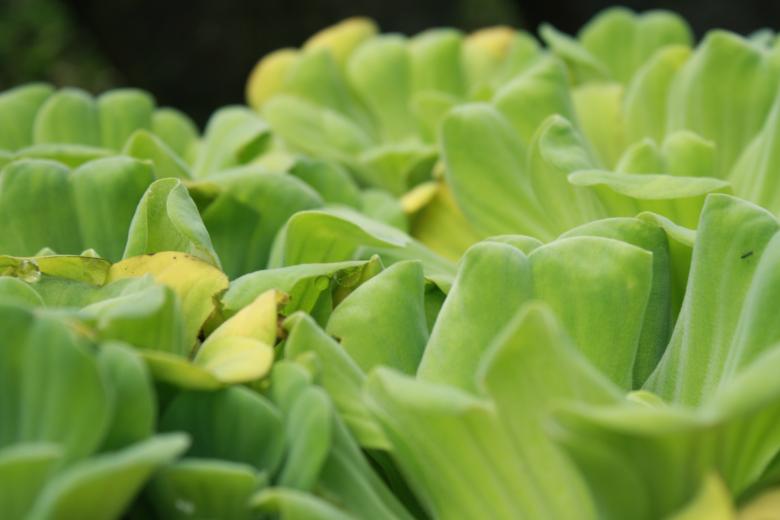 Free stock image of Green Flower In River created by dion manuel