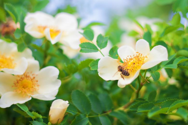 Free stock image of Wasp on flower created by 2happy