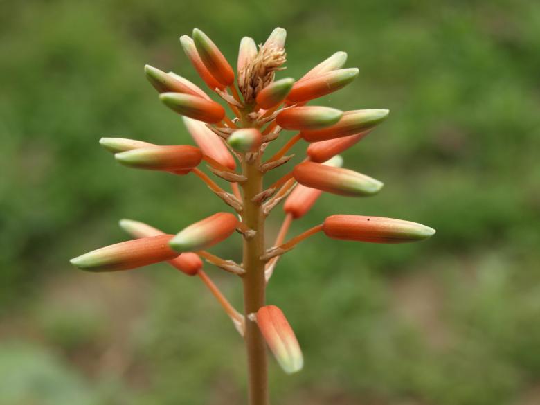 Free stock image of Flower created by Bilal Aslam
