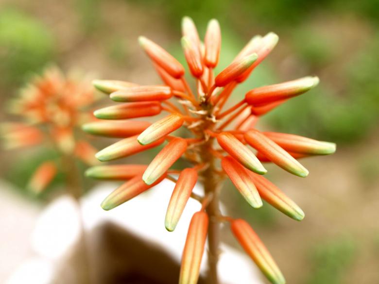 Free stock image of Flower created by Bilal Aslam