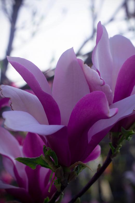 Free stock image of Magnolia flowers created by Alen