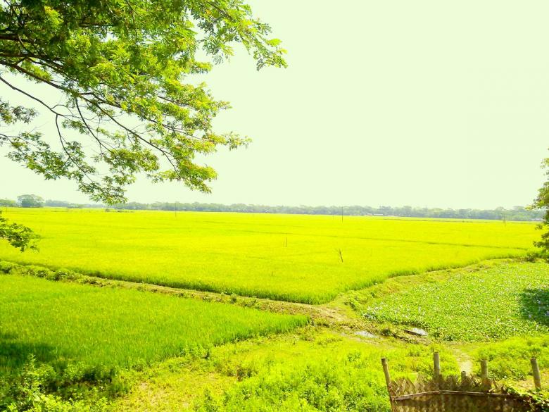 Free stock image of Bangladesh Rice Fields created by Mazbah Uddin