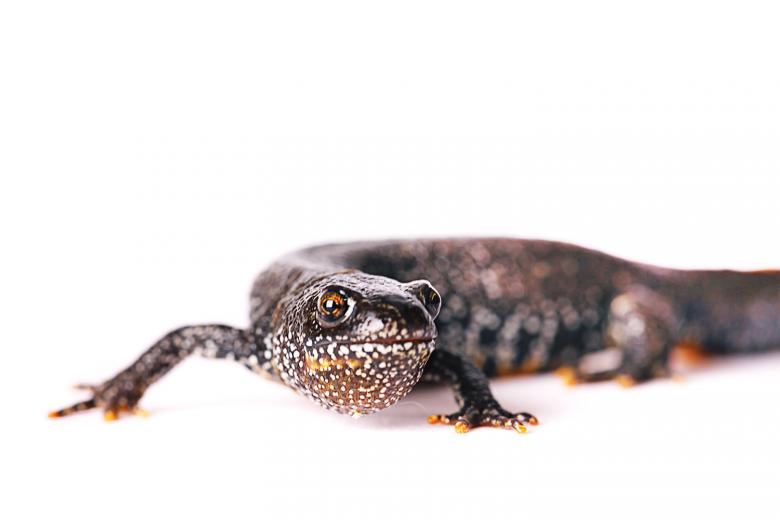 Free stock image of Lizard on White created by 2happy
