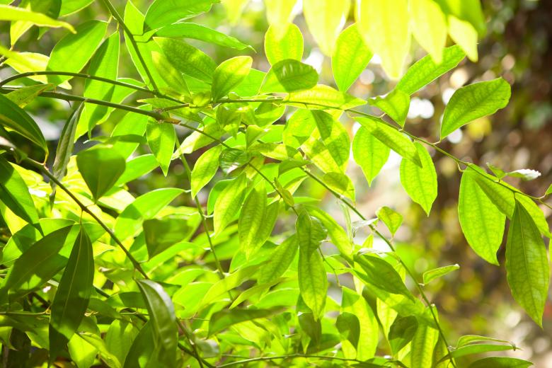 Free stock image of Leaves created by 2happy