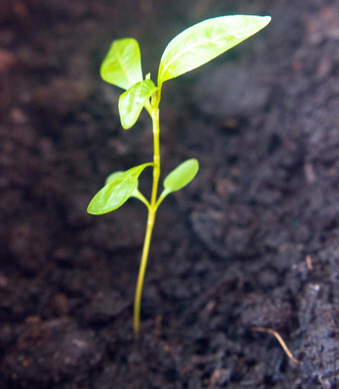 Free stock image of Small plant created by Alen