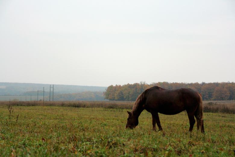 Free stock image of Horse created by 2happy