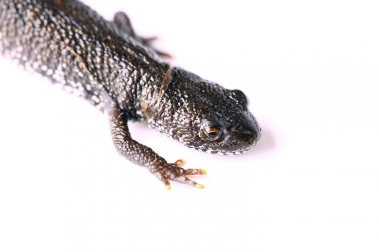 Free stock image of Lizard created by 2happy