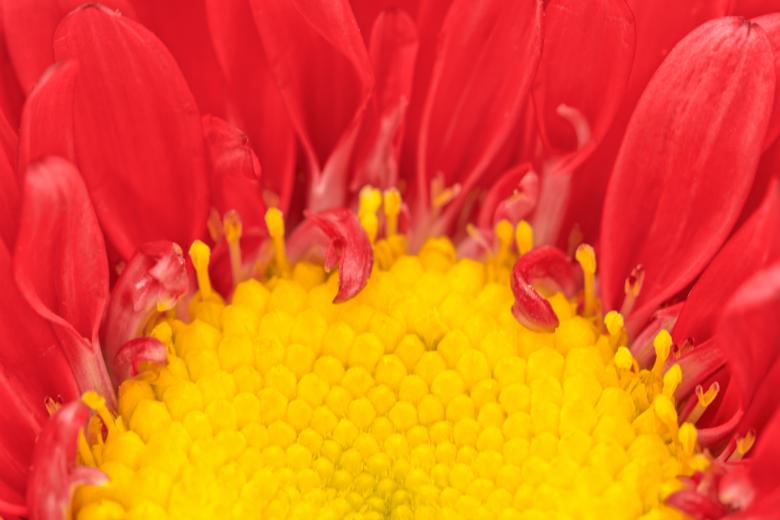 Free stock image of Matsumoto Aster Macro - HDR created by Nicolas Raymond