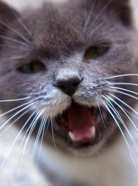 Free stock image of Roaring cat created by Alen