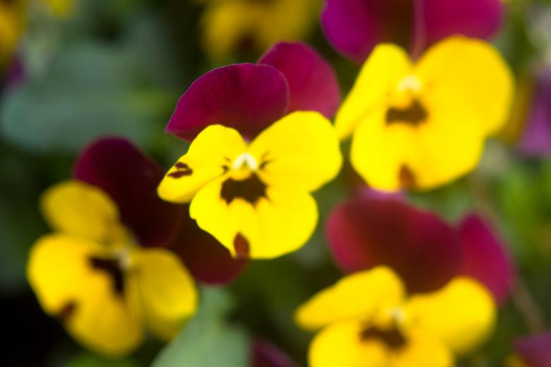 Free stock image of Blurry yellow and purple flowers created by Alen