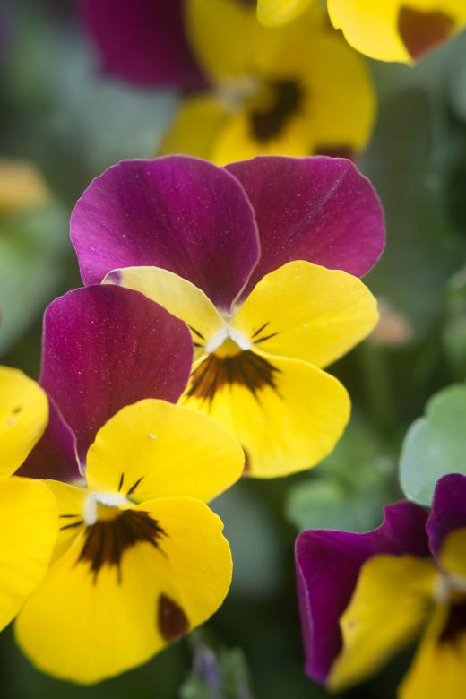 Free stock image of Yellow and purple flowers created by Alen