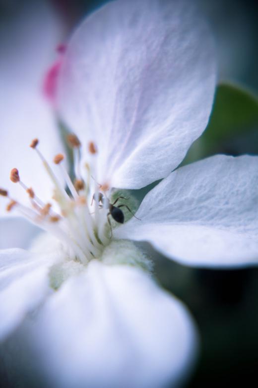 Free stock image of Ant on a flower created by Alen