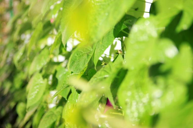 Free stock image of Green leaves created by 2happy