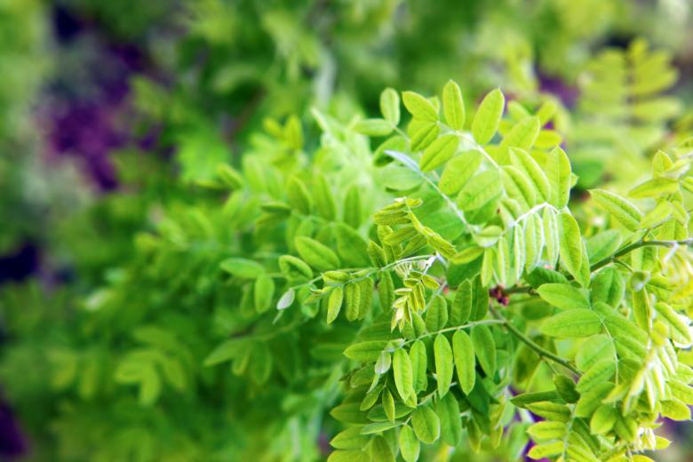 Free stock image of Green leaves created by 2happy