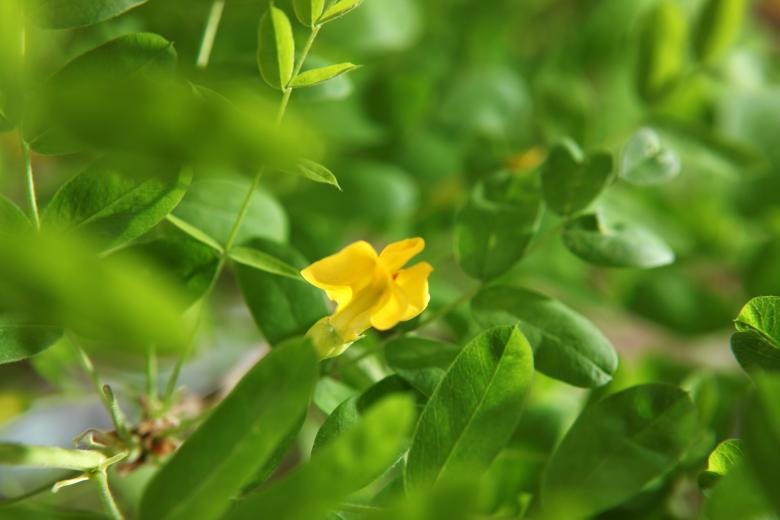 Free stock image of Flower in leaves created by 2happy