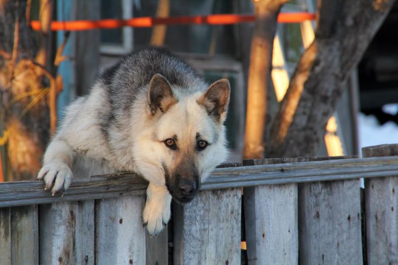 Free stock image of Dog on fence created by 2happy