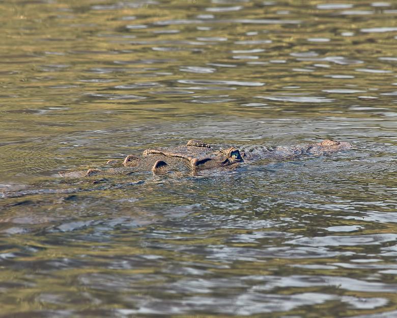 Free stock image of Crocodile created by Geoffrey Whiteway
