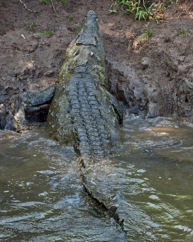 Free stock image of Crocodile created by Geoffrey Whiteway