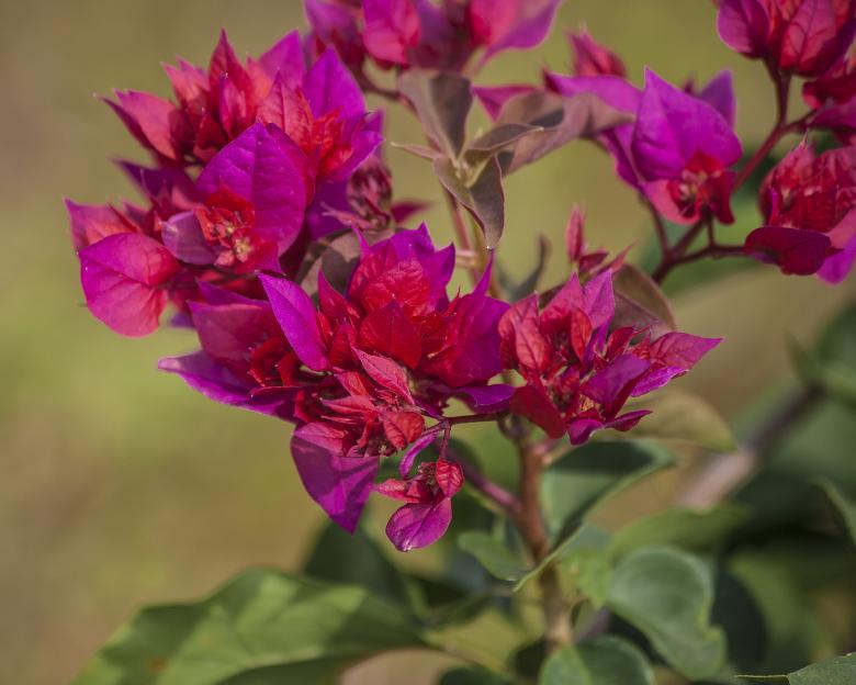 Free stock image of Bougainville  created by Geoffrey Whiteway