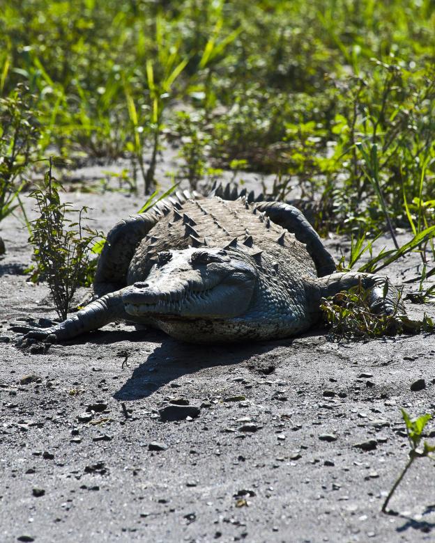 Free stock image of Crocodile created by Geoffrey Whiteway