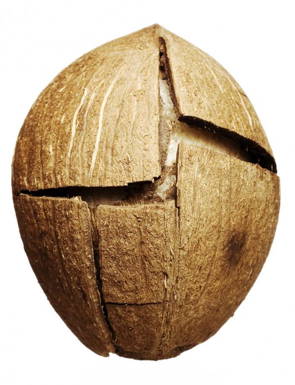 Free stock image of Coconut created by 2happy
