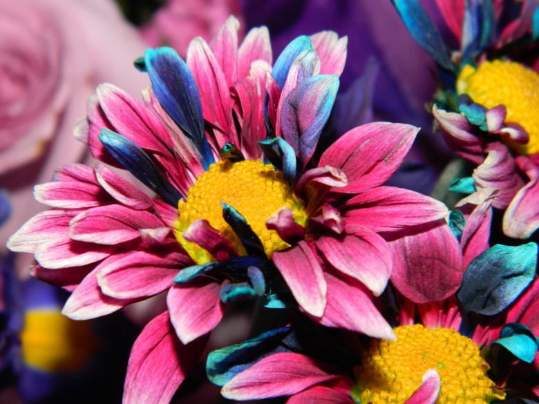 Free stock image of Blooming Flower created by Katrena Patterson