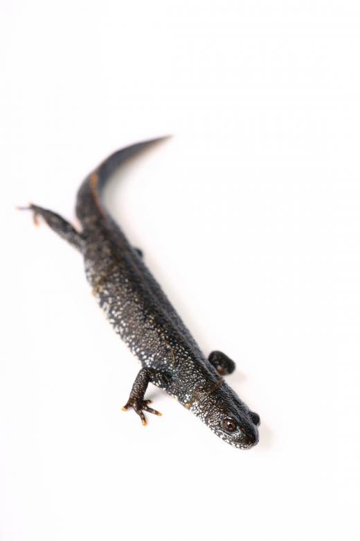 Free stock image of Exotic Lizard created by 2happy