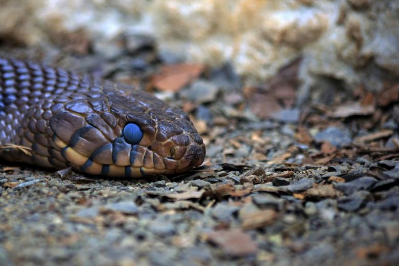 Free stock image of Snake created by Geoffrey Whiteway