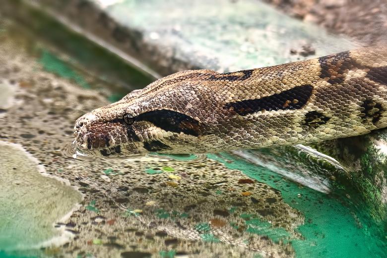 Free stock image of Snake created by Geoffrey Whiteway