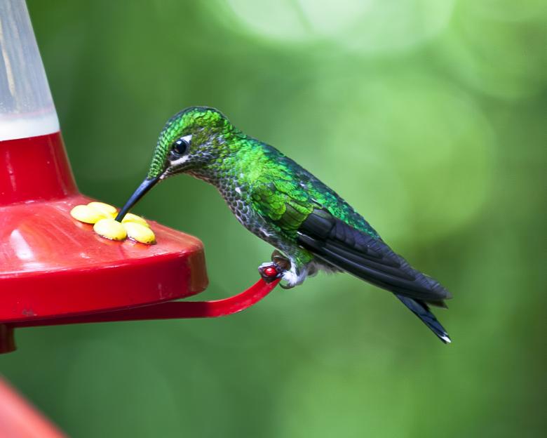 Free stock image of Hummingbird created by Geoffrey Whiteway