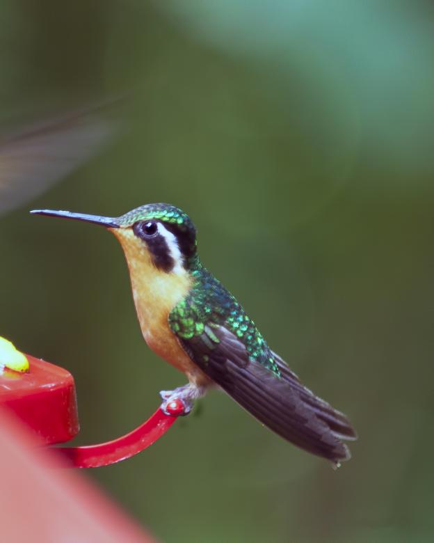 Free stock image of Hummingbird created by Geoffrey Whiteway