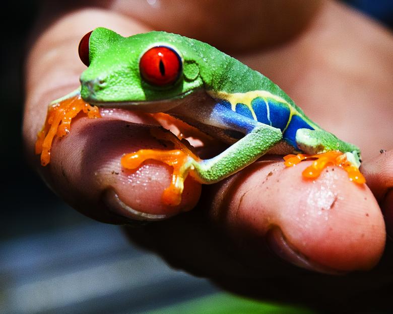 Free stock image of Frog created by Geoffrey Whiteway