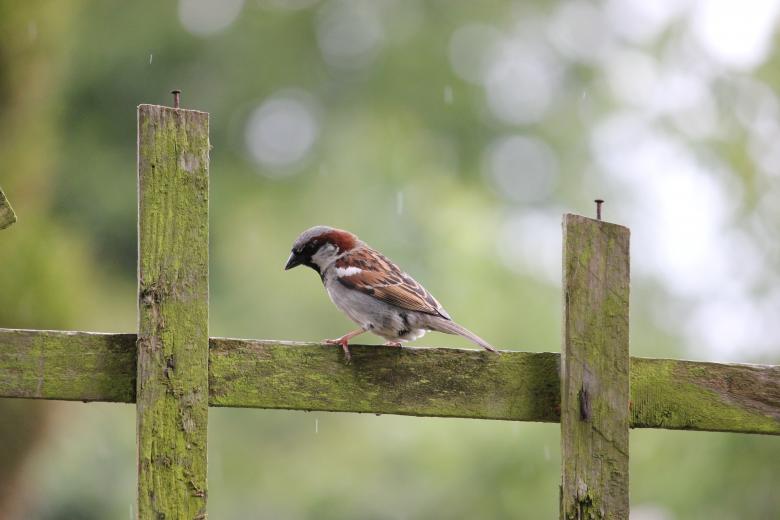 Free stock image of House Sparrow On A Fence created by Darren Lewis