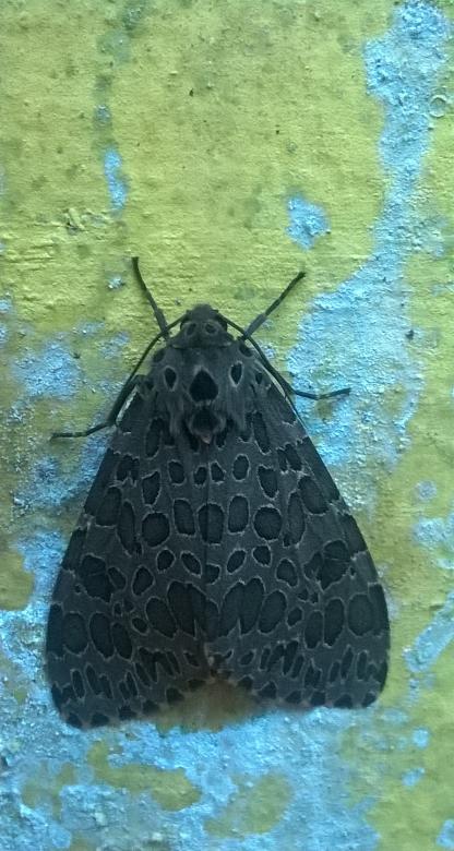 Free stock image of Resting Butterfly created by Tona sam