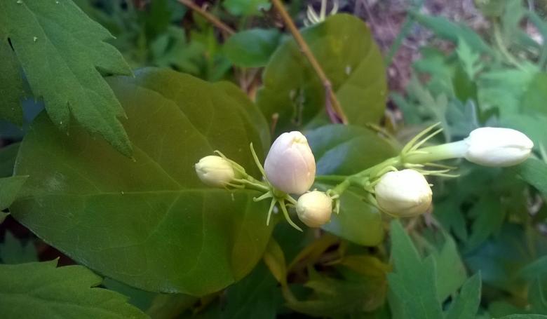 Free stock image of White Jasmine Buds created by Tona sam
