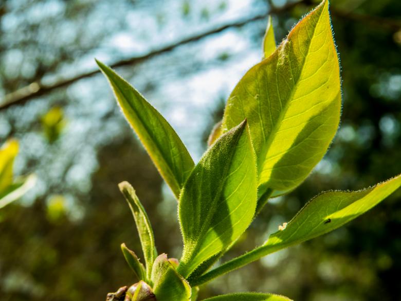Free stock image of Blooming tree created by Janis Urtans