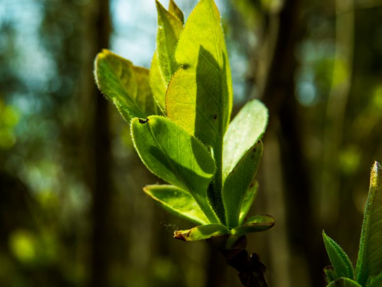 Free stock image of Blooming tree created by Janis Urtans