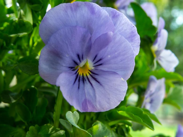Free stock image of Spring flower created by Janis Urtans