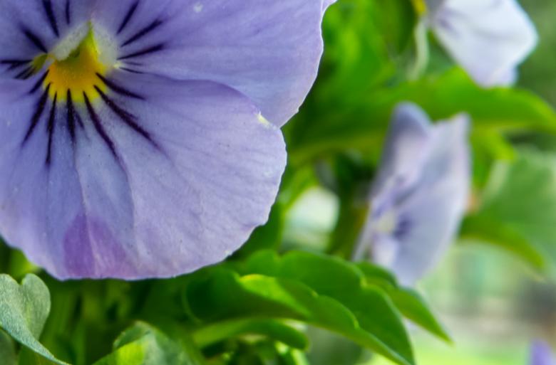 Free stock image of Spring flower created by Janis Urtans